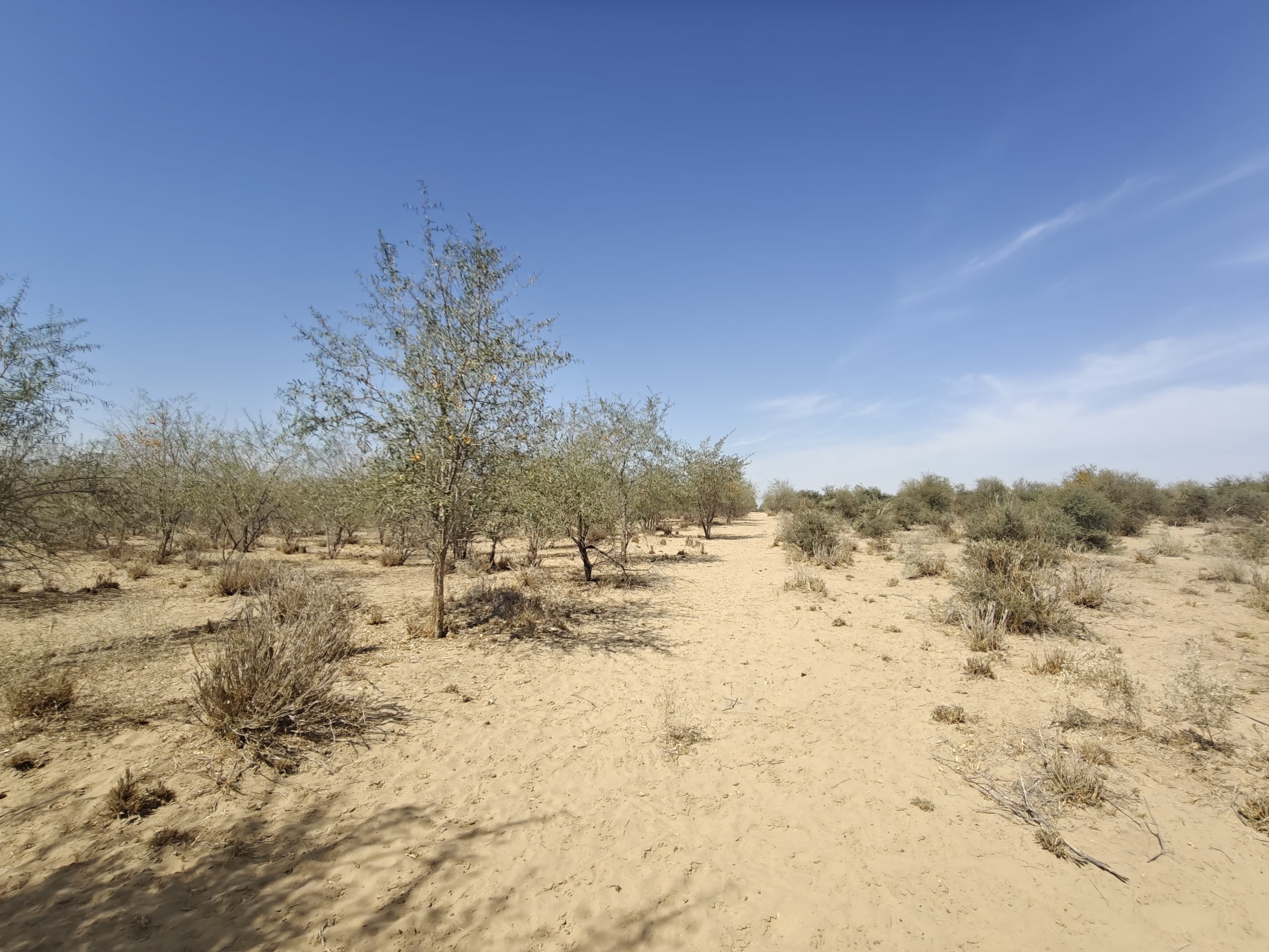 Compensatory Afforestation